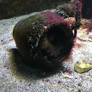 Aquarium - Octopus in a pot 011218