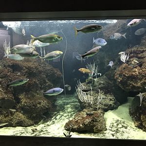 Aquarium - Mediterranean Sea exhibit 011218