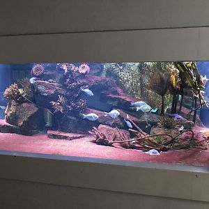 Aquarium - North-east Pacific tank 011218