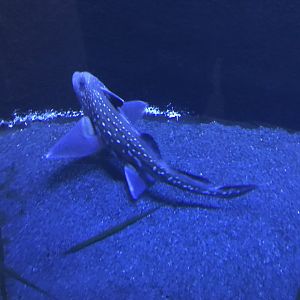 Aquarium - Ratfish 011218