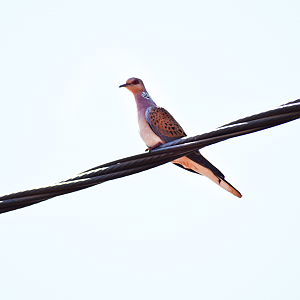 European turtle dove - (Issen)