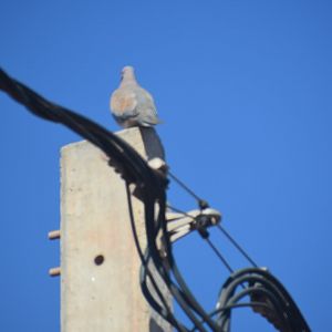 Laughing dove - (Issen)