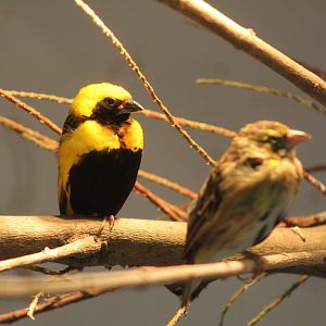 Yellow-Crowned Bishop