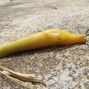 Slug