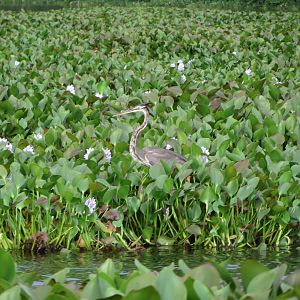 Madagascar purple heron