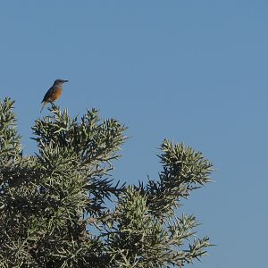 Littoral rock thrush