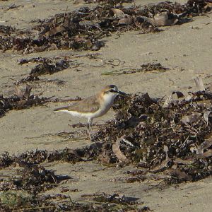 White-fronted plover