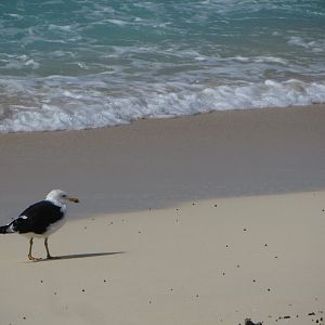 Madagascar kelp gull