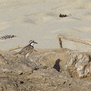 Madagascar plover
