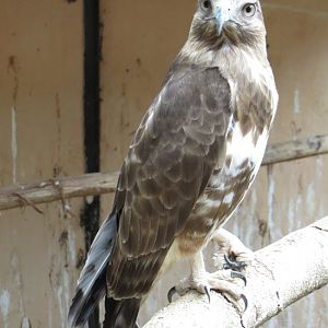 Madagascar buzzard