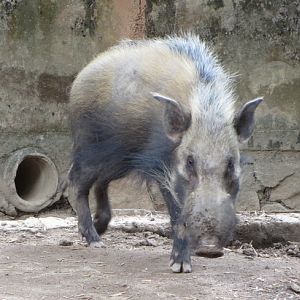 Bush pig