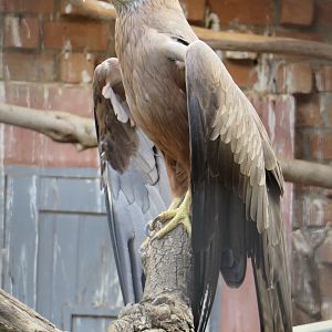 Yellow-billed kite