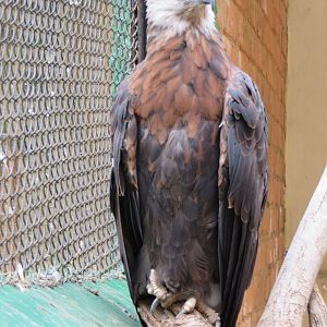 Madagascar fish eagle