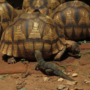 Ploughshare tortoises & wild Iguana at Durrell's Ampijoroa breeding facility