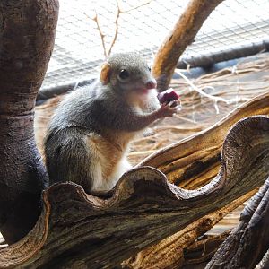 Northern treeshrew