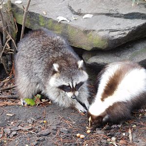 Raccoon and striped skunk