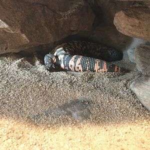 Terrarien - Gila monster 011218