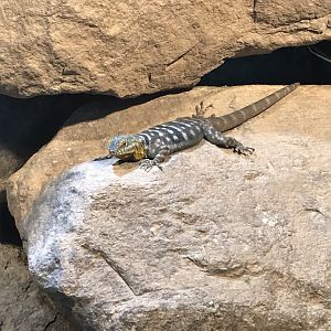 Terrarien - Blue rock lizard? 011218