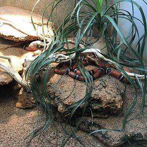 Terrarien - Lampropeltis triangulum sinaloae 011218