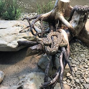 Terrarien - Vipera ammodytes ammodytes 011218