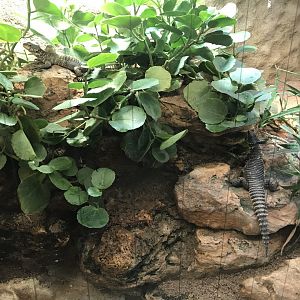 Terrarien - Sungazers (Cordylus giganteus) 011218