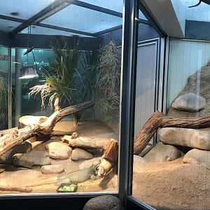 Terrarien - Rhinoceros iguana exhibit 011218
