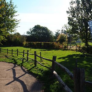 Dutch Belted cow pasture (Oct 13th, 2018)