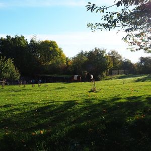 Dutch Belted cow pasture (Oct 13th, 2018)