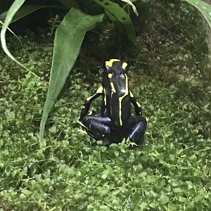 Terrarien - Dendrobates tinctorius 011218
