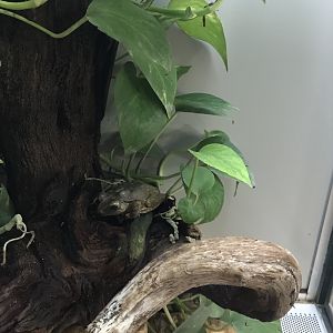 Terrarien - Polypedates leucomystax 011218