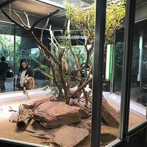 Terrarien - Eastern water dragon exhibit 011218