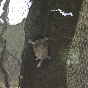 Krokodilhalle - Red-bellied short-necked turtle 011218