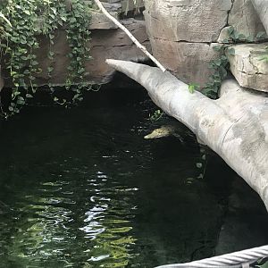 Krokodilhalle - Saltwater crocodile 011218