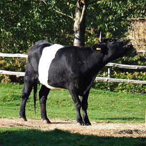 Dutch Belted cow (Bos taurus taurus), Oct 13th, 2018