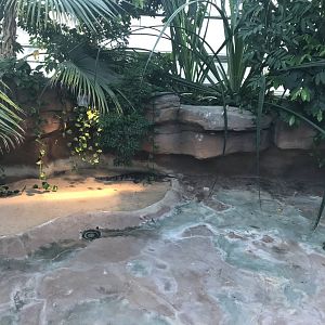 Krokodilhalle - Freshwater crocodile 011218