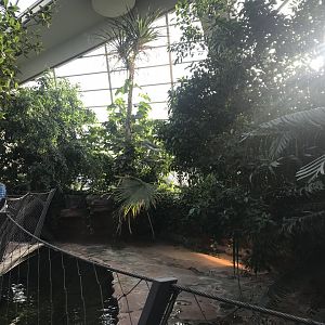 Krokodilhalle - Freshwater crocodile exhibit 011218