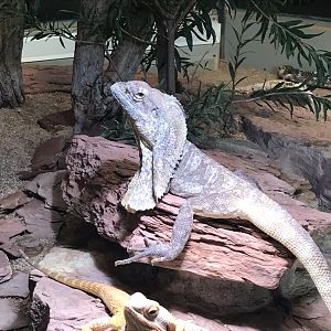 Terrarien - Frilled lizard 011218