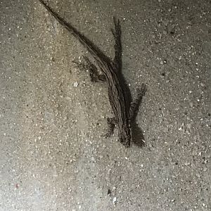 Terrarien - species ID please? 011218