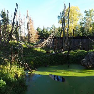 Barbary macaque exhibit (Oct 13th, 2018)