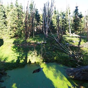 Barbary macaque exhibit (Oct 13th, 2018)