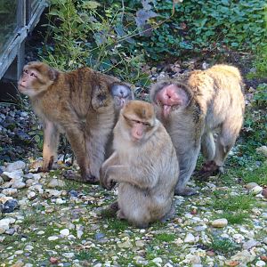 Barbary macaques (Macaca sylvanus), Oct 13th, 2018