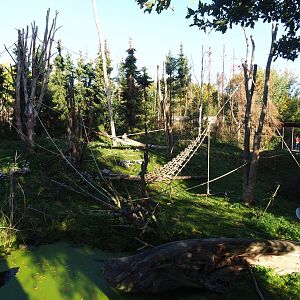 Barbary macaque exhibit (Oct 13th, 2018)