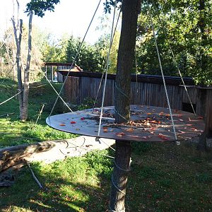 Barbary macaque exhibit and holding house (Oct 13th, 2018)