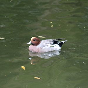 Eurasian Wigeon