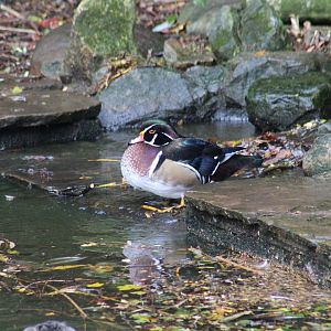 North American Wood Duck