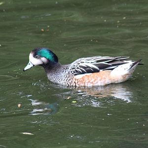 Chiloe Wigeon