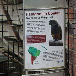 Patagonian Conure Signage