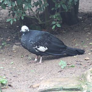 White-Throated Piping-Guan