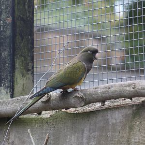 Patagonian Conure