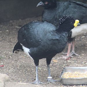 Yellow-Knobbed Curassow